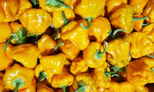 Yellow Habanero